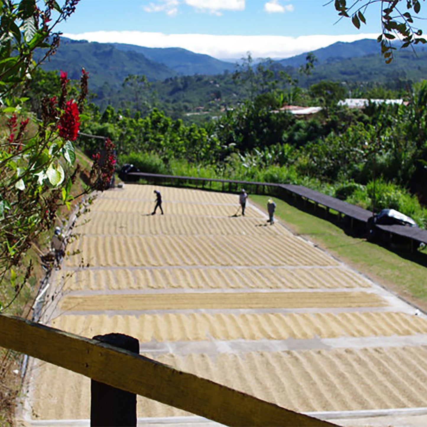 コスタリカ ラ・カンデリージャFW 中煎りコーヒー豆 100g - Blackhole Coffee Roaster